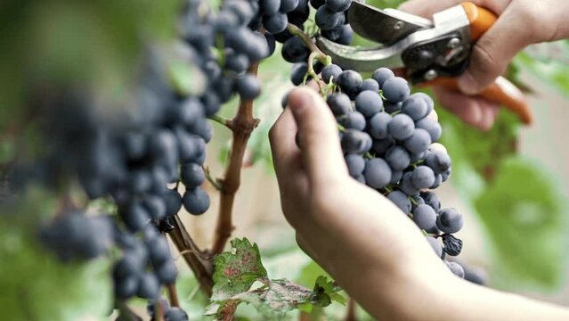 Cutting a bunch of ripe grapes. Harvest and viticulture concept. Grapes harvesting. Close-up of ripe grapes on a vine for the preparation of wine.