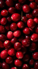 Fresh Cranberries background, adorned with glistening droplets of water, top down view.