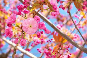 sakura blossom on a blue sky background