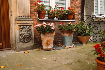 Seasonal beautiful street decorated with fresh flowers in clay pots in Gdansk, Poland. Gardening hobby, Selective focus, copy space.