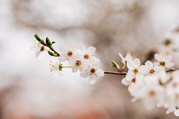 flowering tree white close-up