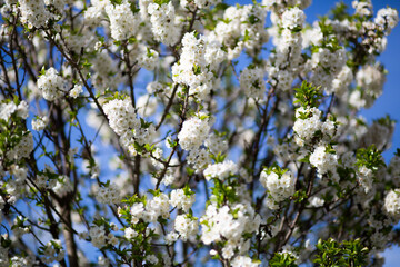 Cerisier en fleur