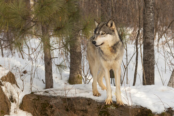 Grey Wolf (Canis lupus) Stands on Rock Near Pine Tree Looking Left Winter