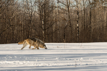 Grey Wolf (Canis lupus) Sniffs Right in Field at Edge of Woods Winter