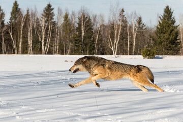 Fototapeta na wymiar Grey Wolf (Canis lupus) Bounds Left Through Snowy Field Winter