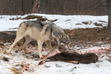 Grey Wolf (Canis lupus) Eyes Up Over Remains of White-Tail Deer Carcass Winter