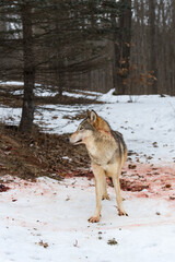 Naklejka premium Grey Wolf (Canis lupus) Looks Left in Bloody Snow Winter