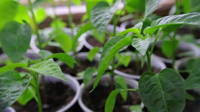 Chilli epper seedlings for planting. Detail of chilli seedling leaves. Seedlings for planting 