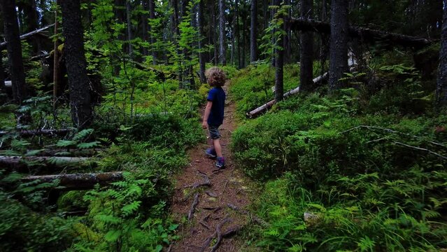 Beautiful little boy with blond curly hair discovers the nature in the summer. Child walk in forest slow motion low angle back view, Caucasian toddler wearing t-shirt, shorts and hiking boots