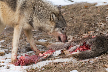 Fototapeta premium Grey Wolf (Canis lupus) Licks Chops Over White-Tail Deer Carcass Winter
