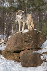 Obraz premium Grey Wolf (Canis lupus) Looks Down From Atop Rock Den Pine Trees Behind Winter