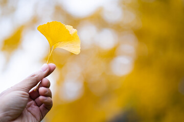The man hand holding leaf of yellow Ginkgo biloba leaves or Momijigari in autumn at Japan. Light sunset of the sun with dramatic yellow and orange sky. Image depth of field.