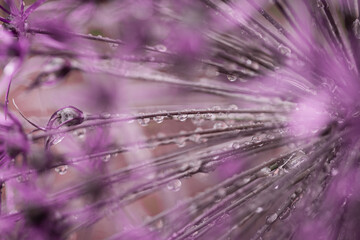 Abstract pink floral closeup macro
