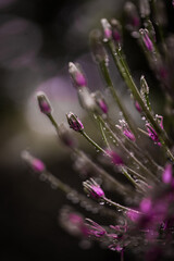 close up of flower with rain drops