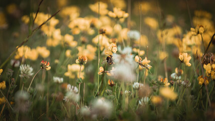 bumblebee on flowers