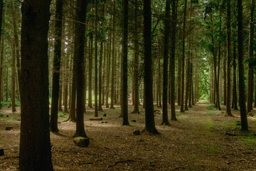 footpath in the woods