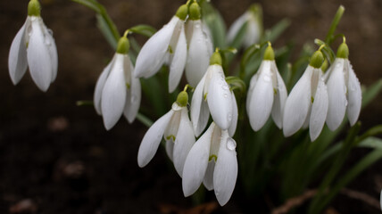 The first white flowers in the garden