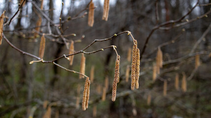 Birch buds bloomed in the spring