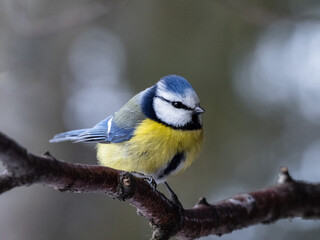Naklejka premium A blue tit in a tree.