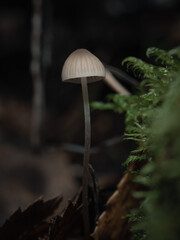 Mushroom in the wood.