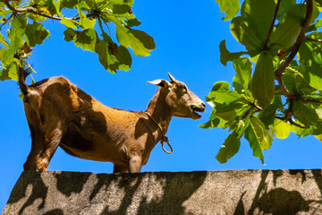Portrait of a goat against the blue sky. Goat eats tree