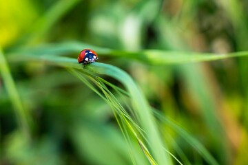 Closeup shot of a ladybug on the grass on blurry background