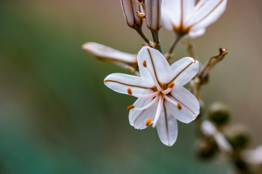 Asphodelus ramosus white little flowers in full bloom growing in a wild in spring botanical garden. Elegant plants blossoms on green backdrop. Common asphodel flower head. Tropical nature wallpaper.