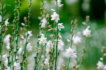 Asphodelus ramosus white little flowers in full bloom growing in a wild in spring botanical garden. Elegant plants blossoms on green backdrop. Common asphodel flower head. Tropical nature wallpaper.