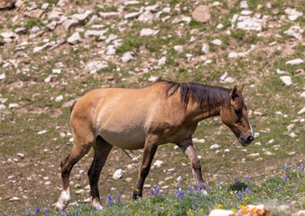 Fototapeta premium a beautiful wild horse in the Pryor Mountains Montana in summer