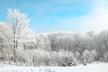 Hoarfrost view of trees in Winter