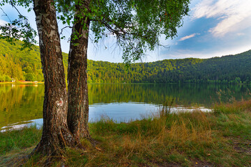 Obraz premium Tress standing on the shore of beautiful blue lake surrounded by green lush forest and mountains. Saint Anna lake in Transylvania, Romania