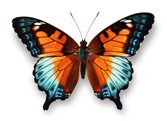 beautiful butterfly with orange and teal open wings isolated over a transparent background, generative AI - 592690929