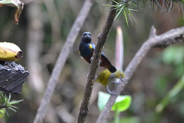 naturaleza