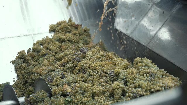 Wine factory, grape processing metal machine squeezing. Making Wine At Winery Grape sheller at the work with white grapes.
