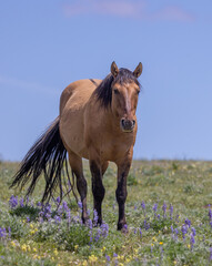 a beautiful wild horse in the Pryor Mountains Montana in summer