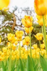 Obraz premium Crystal clear tulips under the sunlight