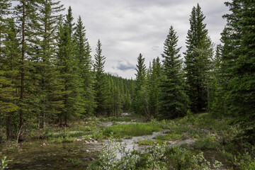 Nature landscape view of a mountain river in a coniferous forest