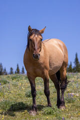 a beautiful wild horse in the Pryor Mountains Montana in summer