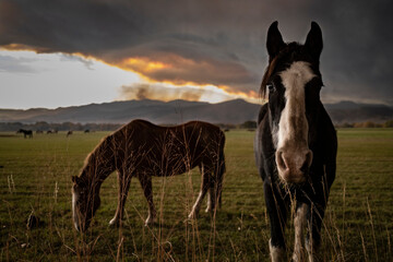 Horses in mountain field