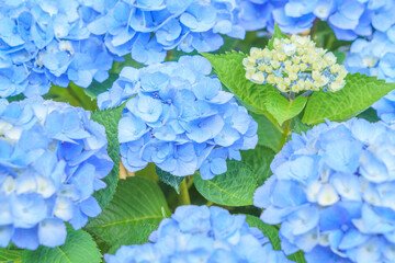 ブルーの紫陽花背景