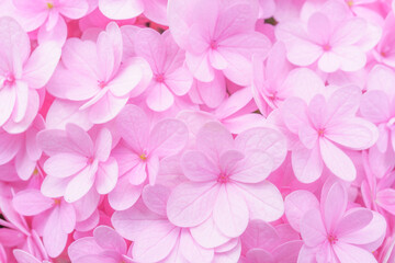 ピンクのアジサイの背景素材