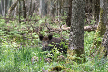 Bache mit Frischlingen