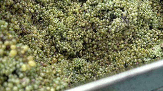Wine factory, grape processing metal machine squeezing. Making Wine At Winery Grape sheller at the work with white grapes.