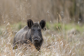 Schwarzwild in der Rauschzeit