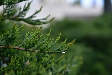 dew drops on pine leaf 