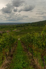 Fototapeta premium Vertical shot of a path between vineyards under a cloudy sky