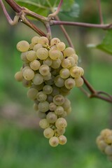 Vertical close-up shot of a grape cluster growing on a vineyard