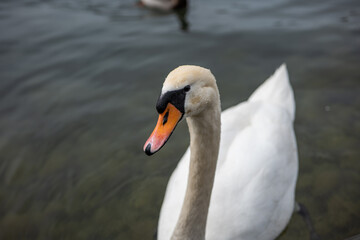 Obraz premium Curious adult white swan swimming on a lake in Europe. Close to the shore, no people