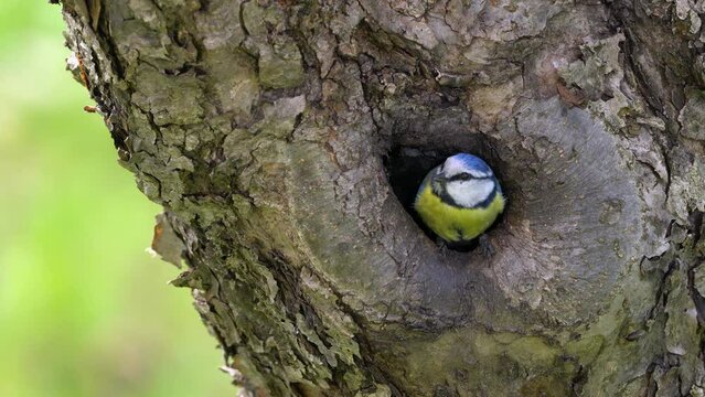 Eurasian Blue Tit leaves nest inside tree (Cyanistes caeruleus) - (4K)