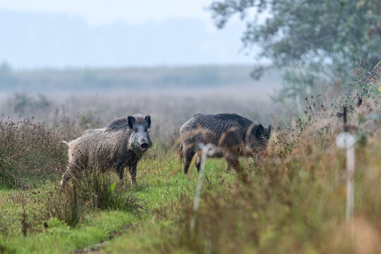 Schwarzwild in der Rauschzeit